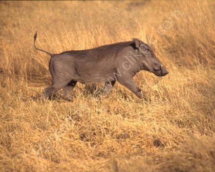 Warthog in Africa